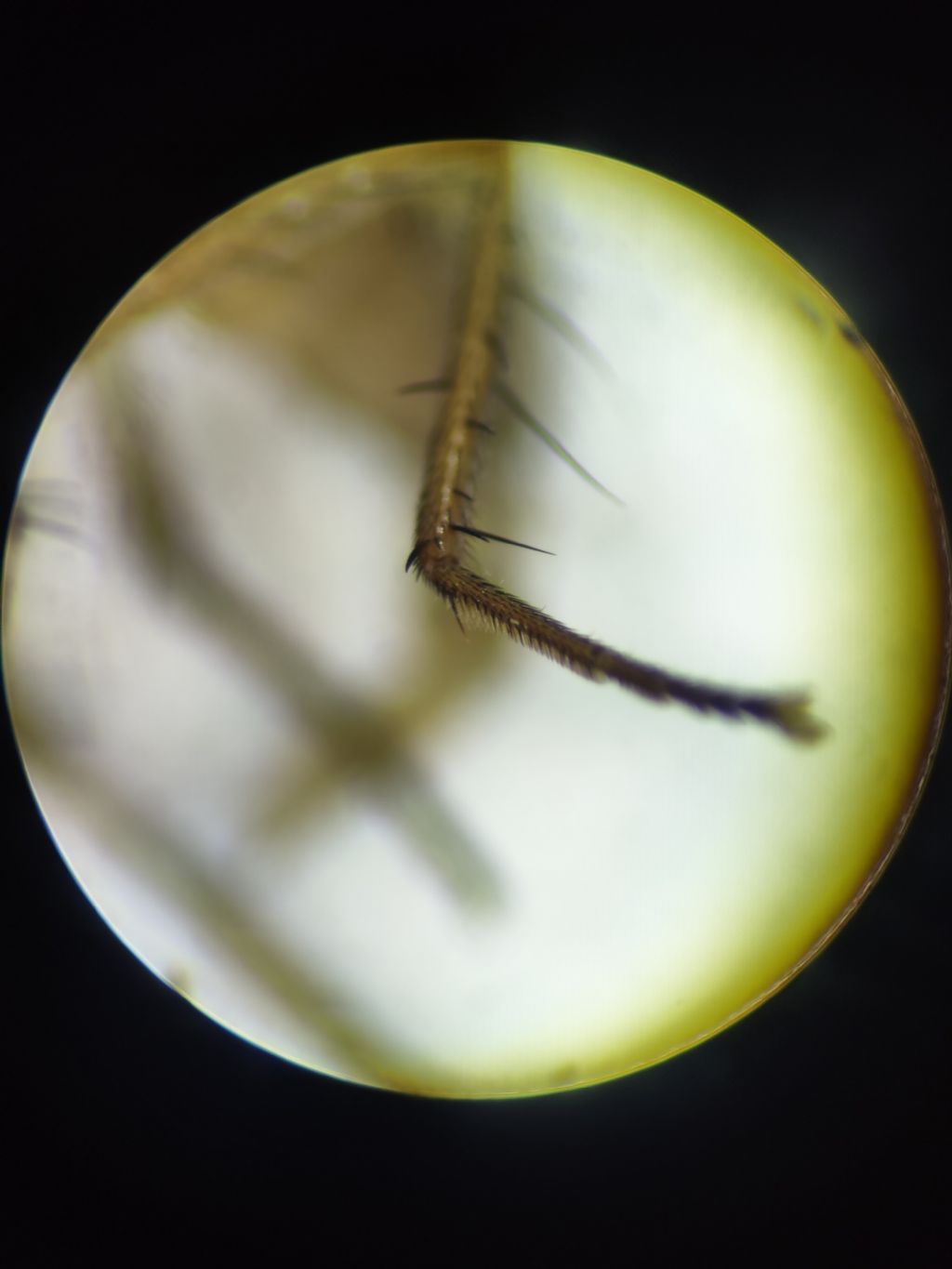 Pegomya testacea ?